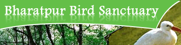 bharatpur sanctury, india bird sancturies, sancturies india, birds life, birds life india, bharatpur sanctury india, bharatpur birds, birds park india, sariska national park, ranthambore national park